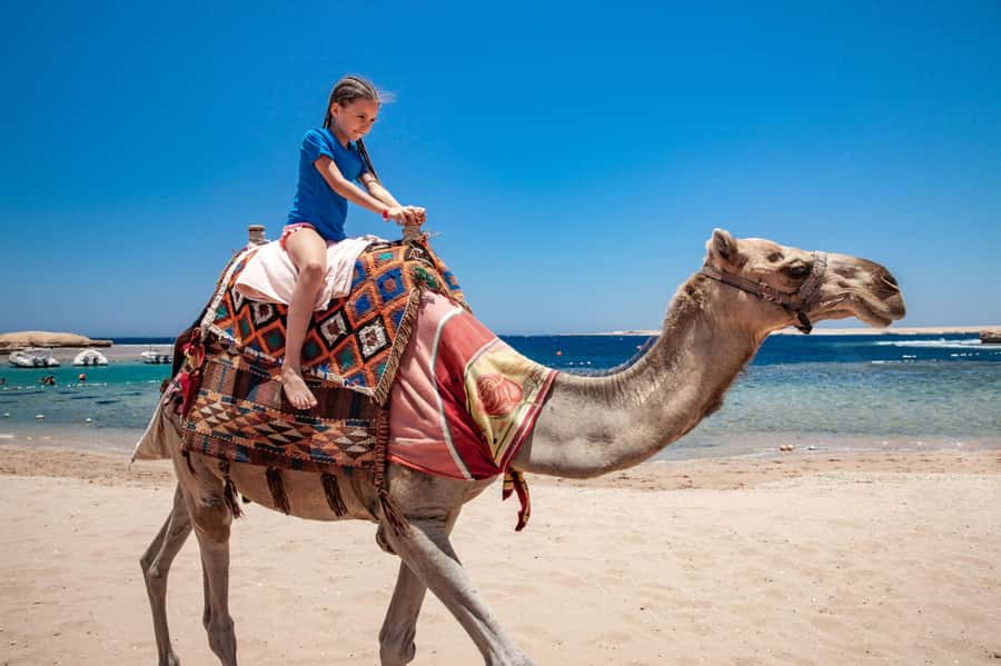 Agadir: Flamingo River Camel Ride with Optional BBQ Dinner - Riding Through Aghroud, Bensergao, and the Eucalyptus Forest