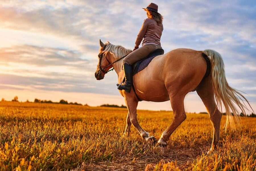 Agadir: Forest and Sand Dunes Guided Horse Riding - Choosing the right horse if you’re a beginner