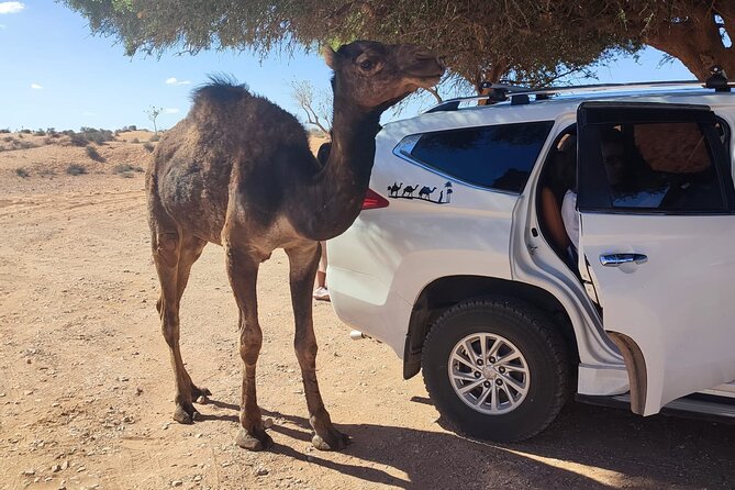 Agadir or taghazout : 4×4 Jeep Sahara Desert Trip with Lunch - Arbaa Rasmouka lunch in a Berber home, then dune photo time
