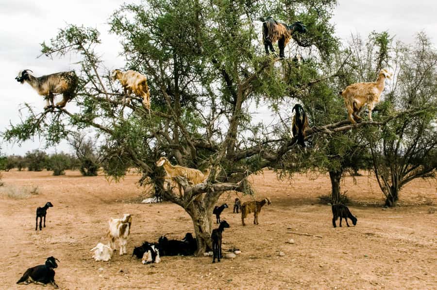 Agadir or Taghazout: Goat on Trees and Crocoparc with Pickup - Key highlights to look for