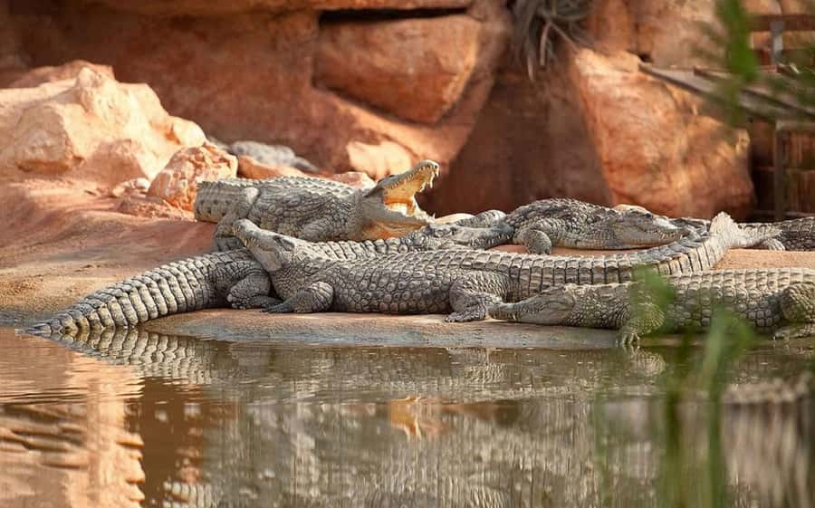 Agadir or Taghazout: Goat on Trees and Crocoparc with Pickup - Crocoparc Agadir: crocodiles plus a full animal park
