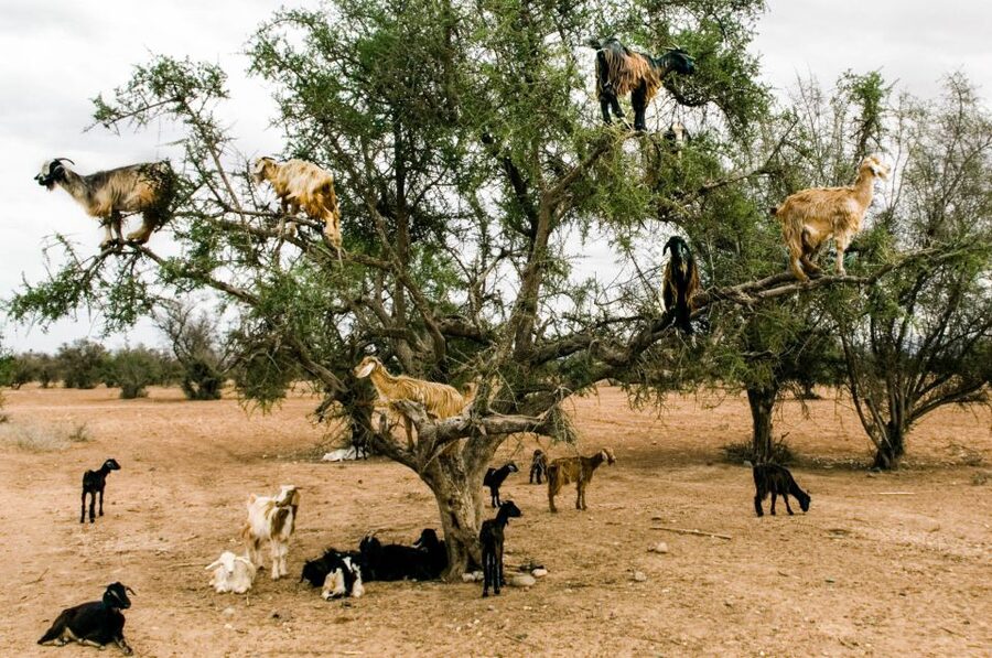 Agadir or Taghazout: Goat on Trees and Crocoparc with Pickup - Should you book it?