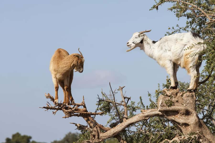Agadir or Taghazout: Goat on Trees and Crocoparc with Pickup - Goats in argan trees: what you really see and do