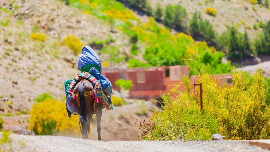 Agadir or Taghazout: Paradise Valley Atlas Mountain Trip - The ride toward Immouzer and Paradise Valley via the Honey Road