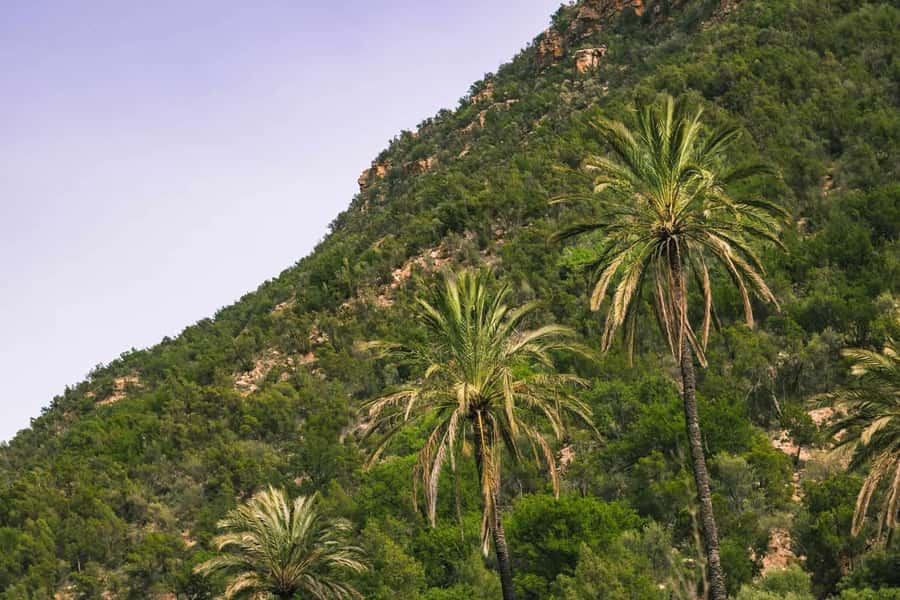 Agadir or Taghazout: Paradise Valley Atlas Mountain Trip - Pool time in Paradise Valley: relax, cool down, and decide your comfort level