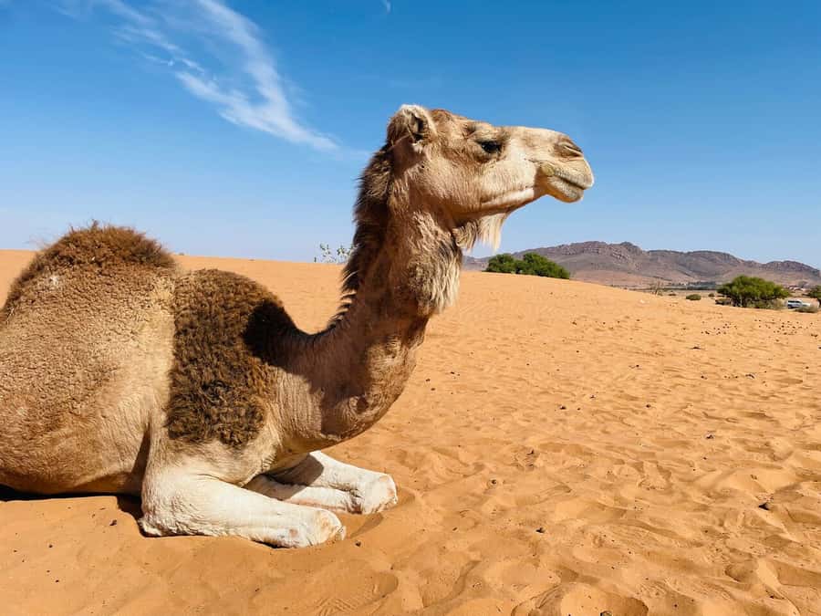 Agadir: Paradise Valley & Desert Sand Dunes with Camel Ride - Who should book this tour, and who should think twice