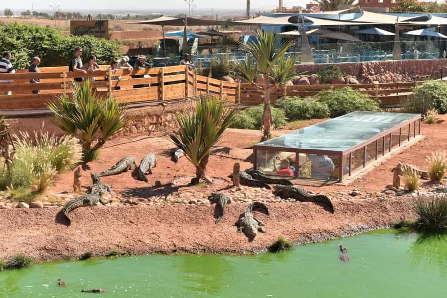 Agadir: Quad Safari with Crocoparc Optional - The Goats in Argan Trees Stop: Short, Weird, and Worth It