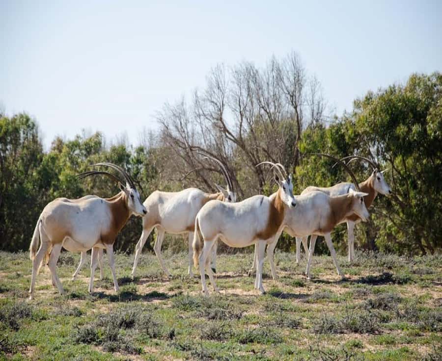 Agadir: Sous Massa National Park Desert Safari Tour & Lunch - Key moments you will remember