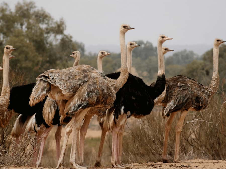 Agadir: Sous Massa National Park Desert Safari Tour & Lunch - Pottery-making time and how to buy a real souvenir