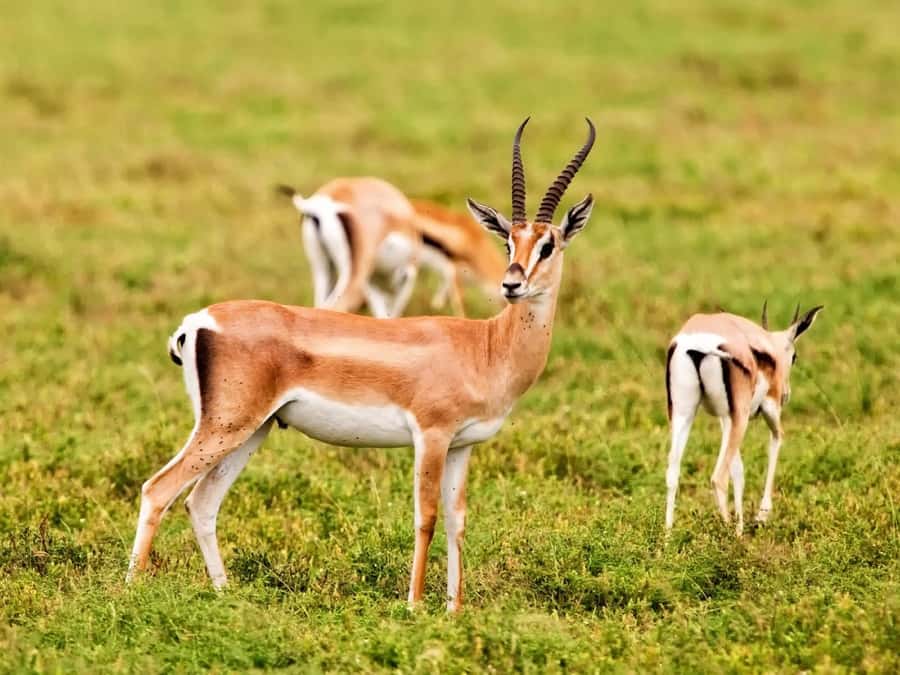 Agadir: Sous Massa National Park Desert Safari Tour & Lunch - Why this Souss-Massa day feels different from a basic desert trip