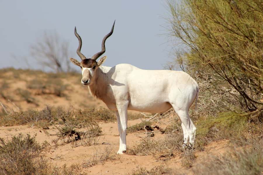 Agadir: Sous Massa National Park Desert Safari Tour & Lunch - Sidi Rbat off-road on the wild Atlantic beach