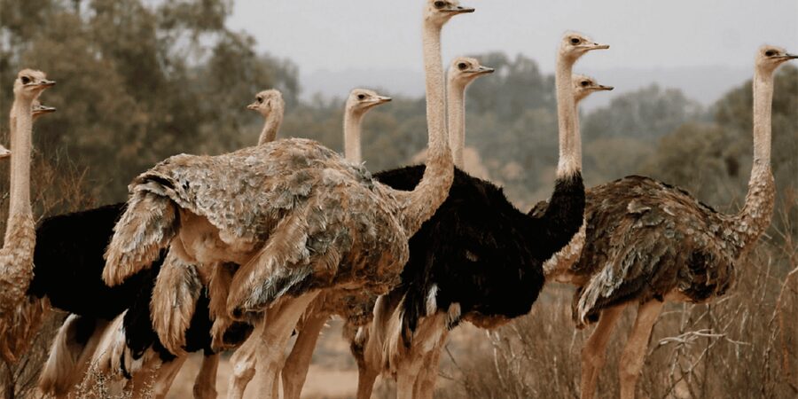 Agadir: Sous Massa National Park Desert Safari Tour & Lunch - Anti-Atlas panoramas and the dam of Yusuf Ibnu Tachafin