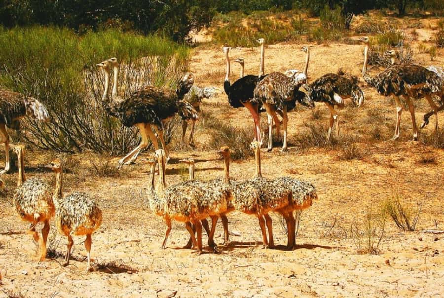 Agadir: Sous Massa National Park Desert Safari Tour & Lunch - Getting started: pickup, vehicle comfort, and how the day is paced