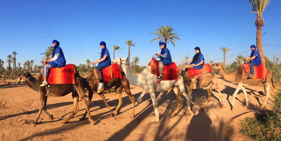 Agadir/Taghazout: Camel Ride with Tea Drink and Transfers - What the 2-Hour Experience Feels Like, From Pickup to Tea
