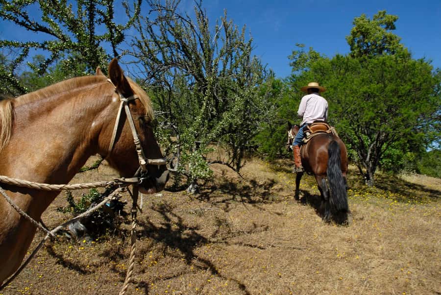 Agadir/Taghazout: Horse Rides Experience With Transfers - Key Things to Know Before You Go