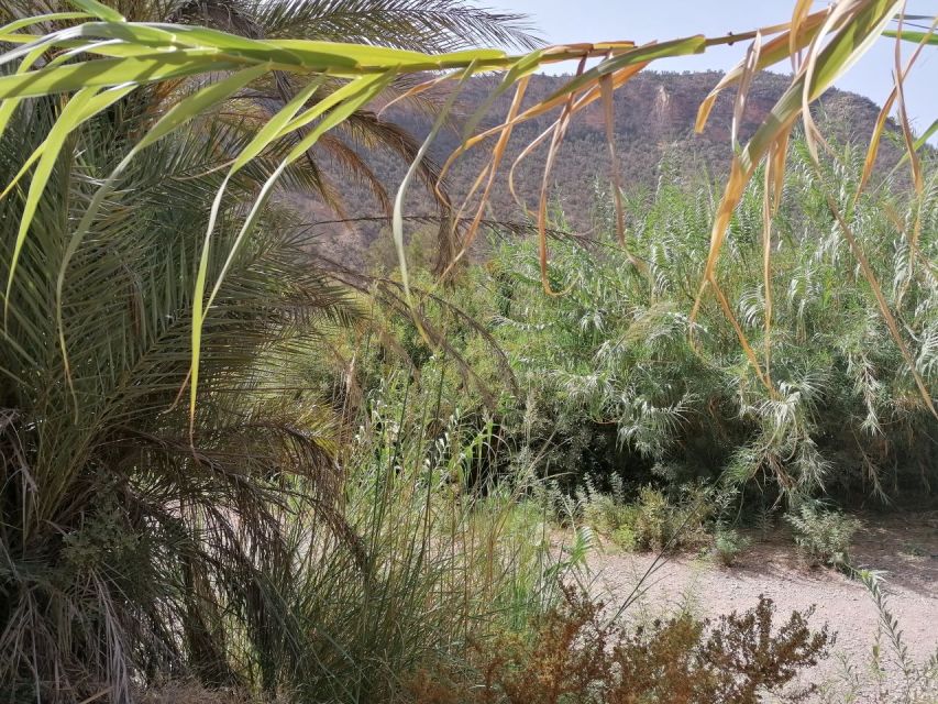 Agadir/Taghazout : Paradise Valley & Sandboarding with Lunch - Tamri lunch and mint tea, where the day slows down again