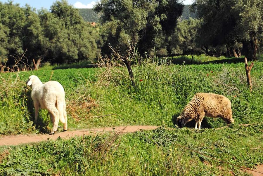 Agadir/Taghazout: Paradise Valley Tour to Atlas Mountains - Guides, group energy, and keeping things under control