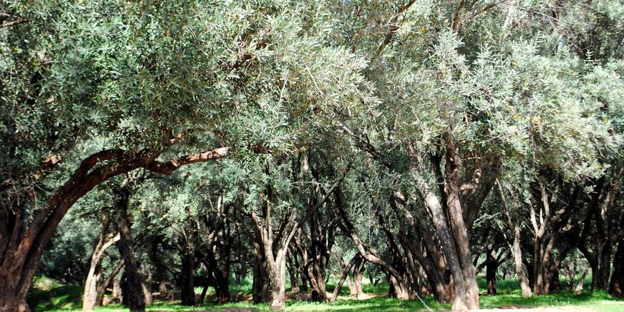 Agadir/Taghazout: Paradise Valley Tour to Atlas Mountains - Botanic Garden stop: a calm pause before the shopping