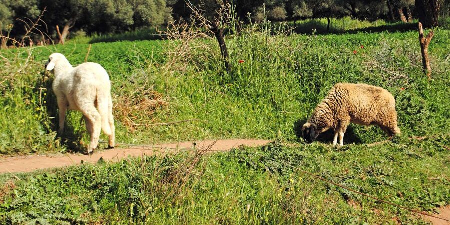 Agadir/Taghazout: Paradise Valley Tour to Atlas Mountains - Price and value: why $21 feels like a deal