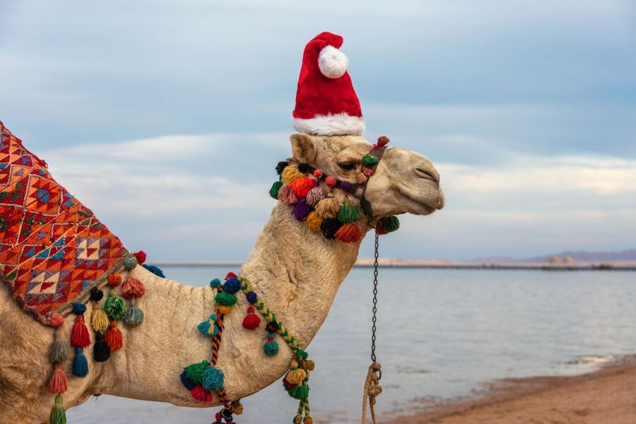 Agadir/Taghazout/Port: Camel Ride Tea & BBQ Option - Who this camel ride is best for, and who should reconsider