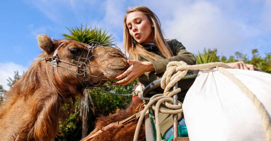 Agadir/Taghazout/Port: Camel Ride Tea & BBQ Option - Camel ride basics: safety, comfort, and how the ride actually feels