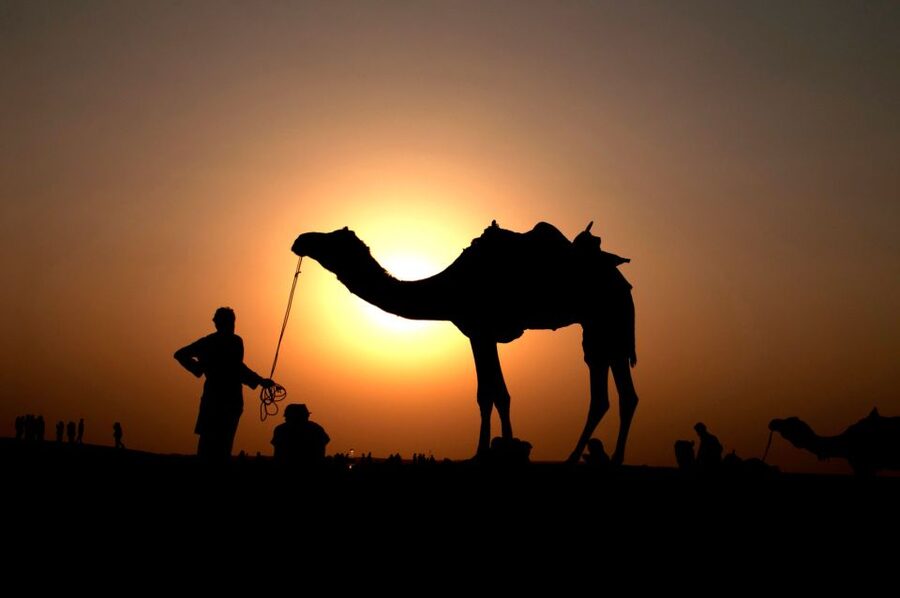 Agadir/Taghazout/Port: Camel Ride Tea & BBQ Option - Oued Sous and flamingos: the best chance at pink birds