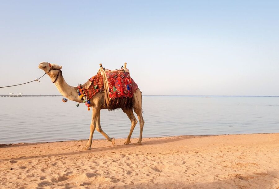 Agadir/Taghazout/Port: Camel Ride Tea & BBQ Option - Photos and that “I was really there” proof