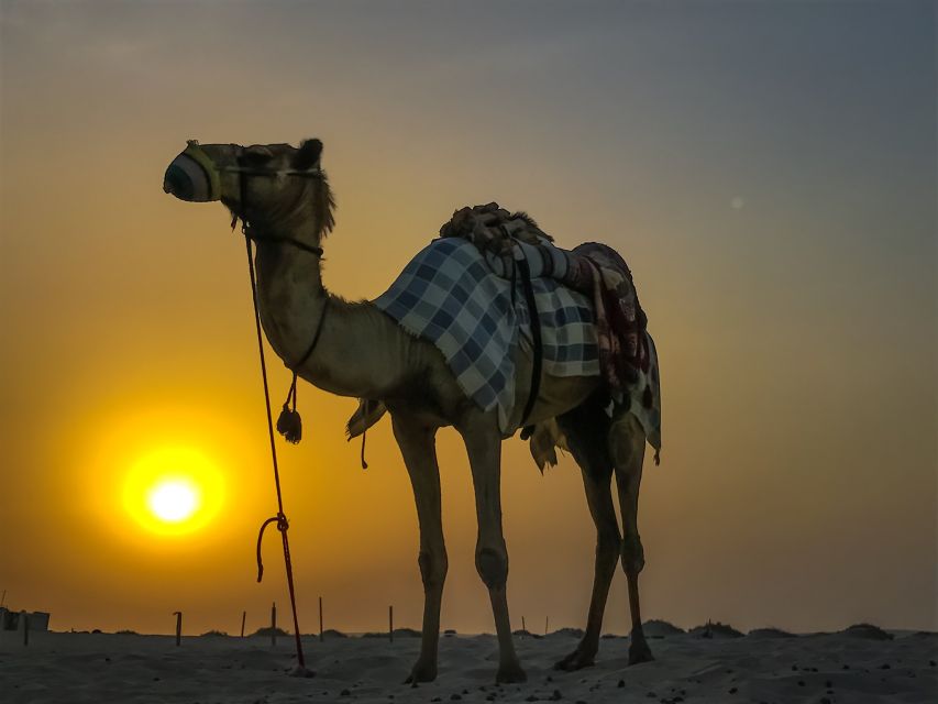 Agadir/Taghazout/Port: Camel Ride Tea & BBQ Option - Meeting your guide in Agadir and heading to the river