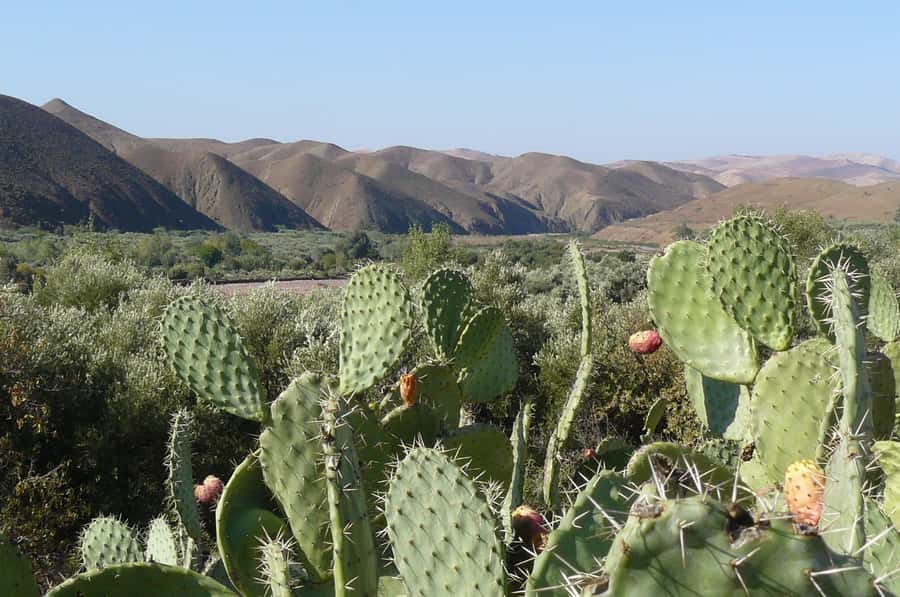 Agadir/Taghazout/Port: Paradise Valley Atlas Mountains Trip - Should you book this Paradise Valley Atlas Mountains trip?