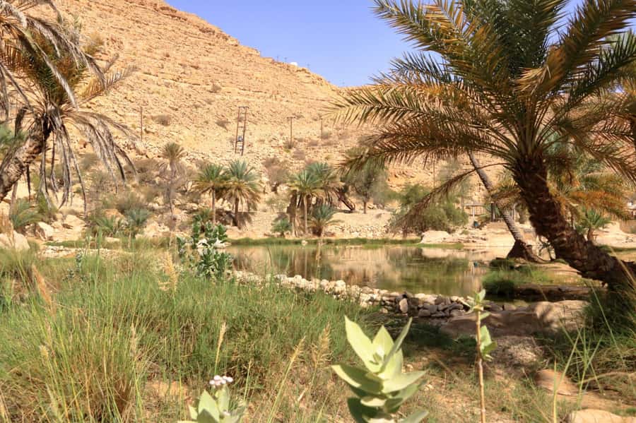 Agadir/Taghazout/Tamraght: Paradise Valley Best Tour - When You See the Plants and Drink Tea