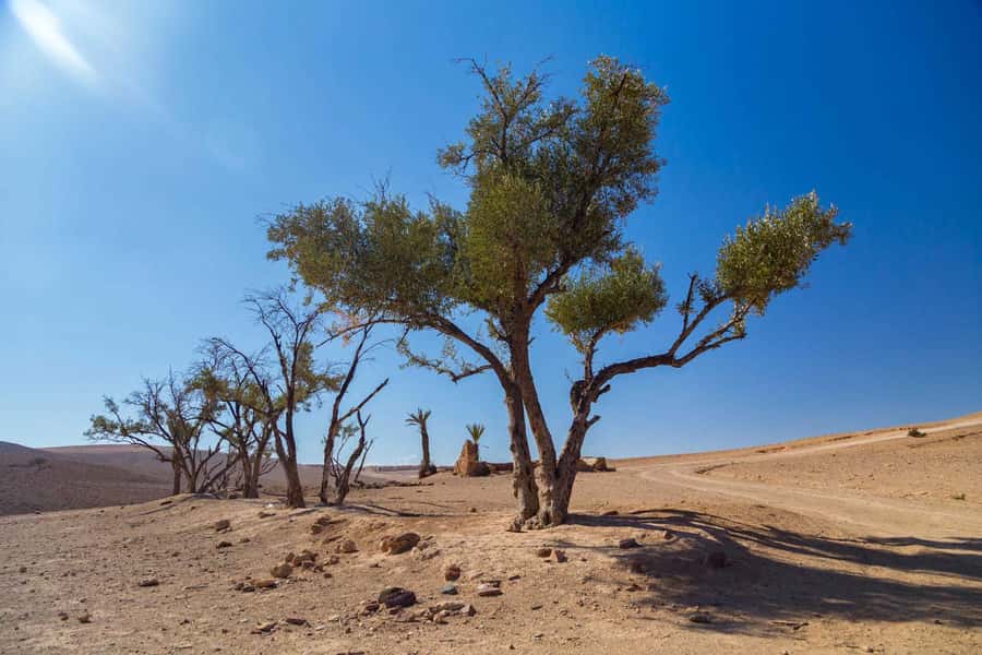 Agafay and atlas: Quad and camel experience - Who this fits best, and who should think twice