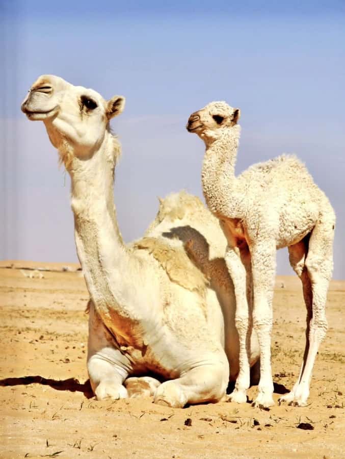Agafay Desert & Atlas Mountain & Camel Ride Day Trip & Lunch - Getting Out of Marrakech: Pickup, Timing, and the First Glimpses