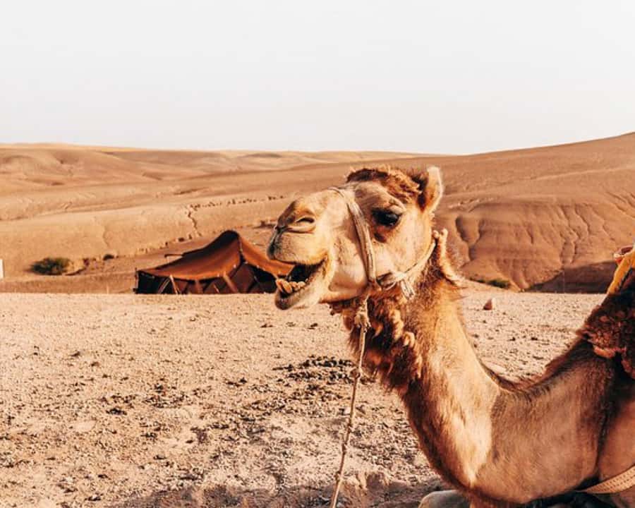 Agafay Desert: Magical Half-Day Lunch with Pool Swim - The Argan Oil Cooperative Stop: A Nice Extra If It’s on Your Route