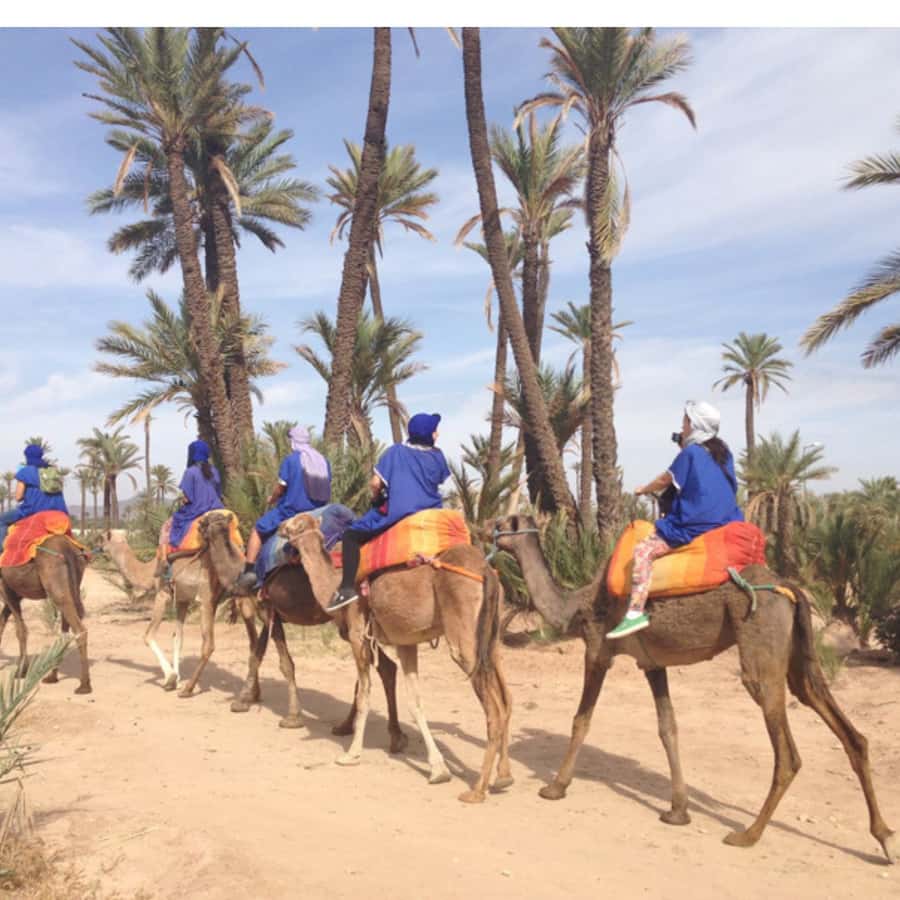 Around Marrakech: Camel Ride in Palm Groves including Tea - Key highlights to plan around