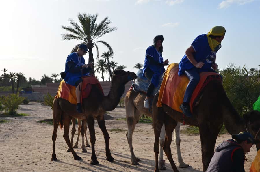 Around Marrakech: Camel Ride in Palm Groves including Tea - Why the Palmeraie camel ride feels like a short time machine