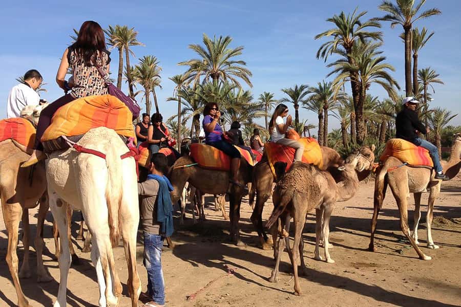 Around Marrakech: Camel Ride in Palm Groves including Tea - The easy rhythm of the 1-hour camel ride