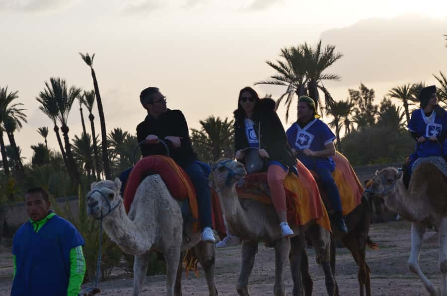 Around Marrakech: Camel Ride in Palm Groves including Tea - Tea stop in the middle of your Marrakech day
