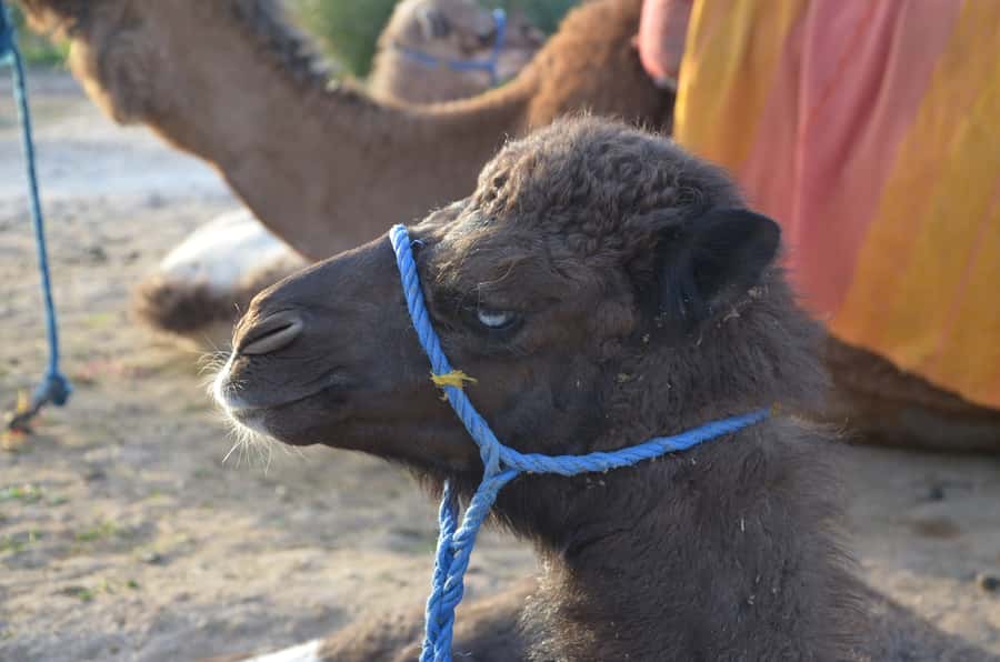 Around Marrakech: Camel Ride in Palm Groves including Tea - Optional 2-hour quad bike: for when you want more punch