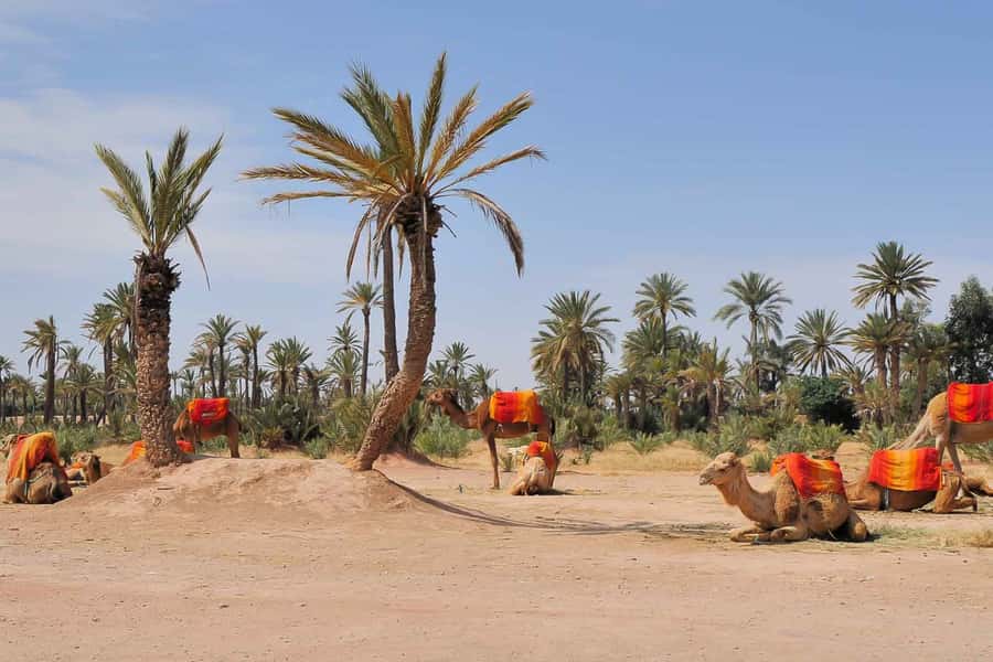 Around Marrakech: Camel Ride in Palm Groves including Tea - The photo and souvenir moments that actually matter
