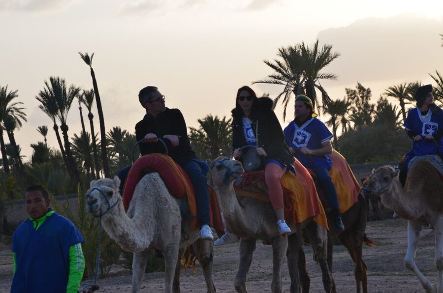 Around Marrakech: Camel Ride in Palm Groves including Tea - Who should book this camel ride with tea, and who should skip it