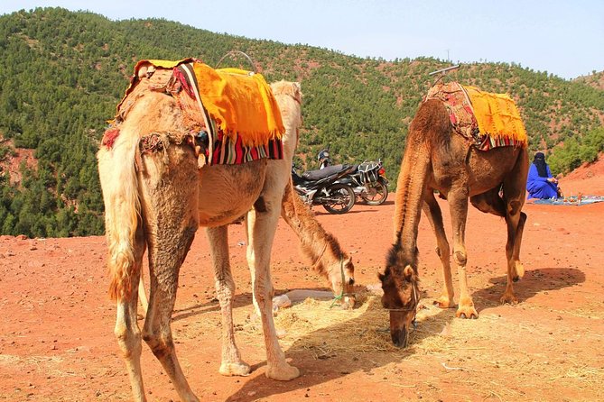 Atlas Mountains and 3 Valleys from Marrakech including Camel Ride - Camel ride at Moulay Ibrahim River: short, scenic, and worth it