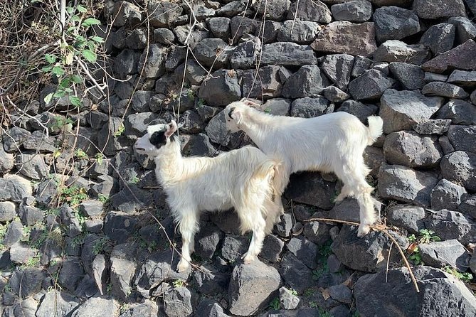 Atlas Mountains and Three Valleys & Waterfalls - Villages Marrakech Day Trip - Why this Atlas day trip feels worth your time