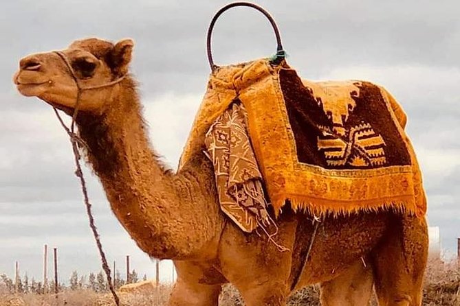 Atlas Mountains and Three Valleys & Waterfalls with Camel ride Guided Day Trip - Marrakech pickup and the road to the High Atlas, what timing feels like