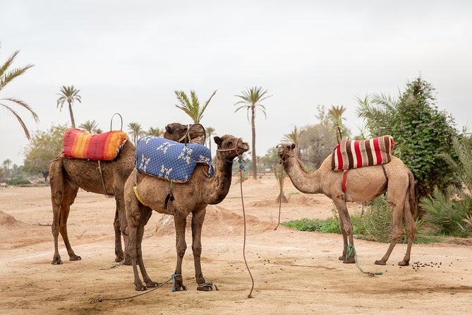 Atlas Mountains Hot Air Balloon Ride from Marrakech with Berber Breakfast and Desert Camel Experience - Guides and pilots, why the morning can feel smooth or chaotic