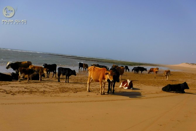 Big dunes and atlantic coast tour 2 HOURS - Borj Al Baroud, Then Into the Dunes With Atlantic Views