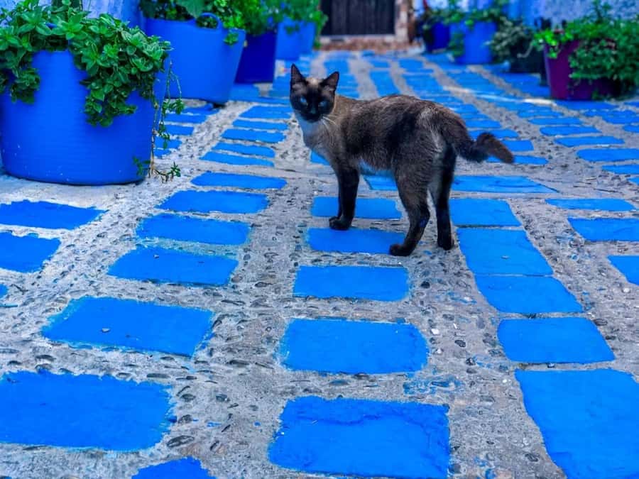 Blue City magic: Affordable Day Trip from Fez to Chefchaouen - Why Chefchaouen in one day from Fez actually works