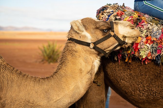 Camel and Quad Biking Tour from Marrakech - Quad Biking on the Agafay Trails: Speed, Instruction, and Real Terrain