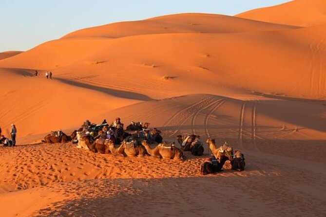 Camel ride in Tanger - Cap Spartel photo stop: the quick win if you love lighthouse views