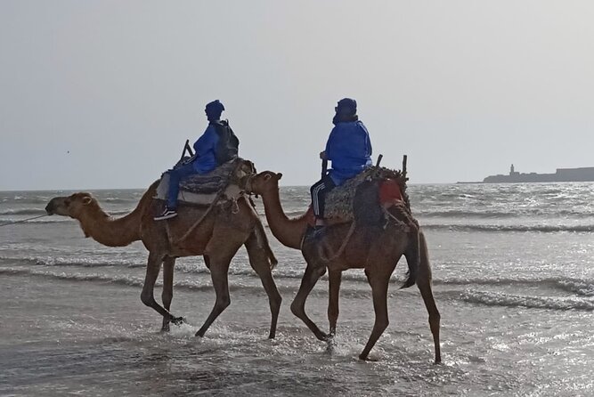 Camel ride or quad bike ride.. pick up, drop off. including - A one-humped camel route that mixes town, fort, and birds