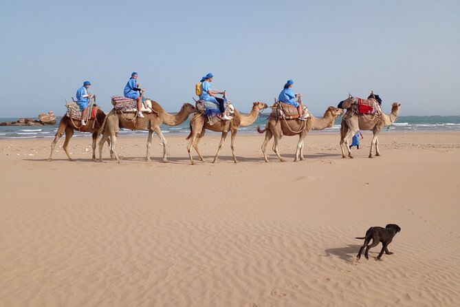 Camel ride or quad bike ride.. pick up, drop off. including - Finding the start point at Ocean Vagabond and planning your 1 to 3 hours